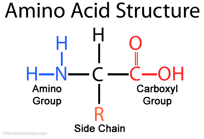 Amino Acid Structure